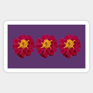 Three Red Marigold Flowers Floral Photo Magnet